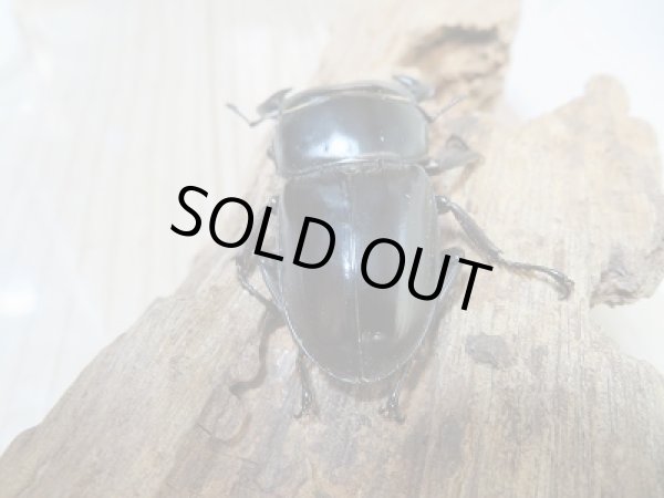 画像3: 新成虫☆ミャンマー☆グランディスオオクワガタ♂60ミリ♀46ミリペア販売！！ (3)