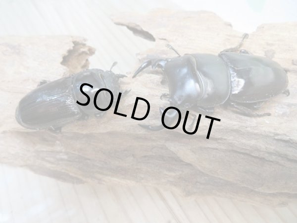 画像5: 新成虫☆ミャンマー☆グランディスオオクワガタ♂60ミリ♀46ミリペア販売！！ (5)