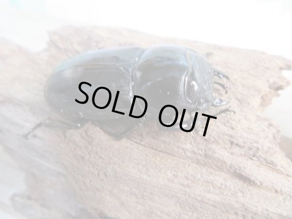 画像4: 新成虫☆ミャンマー☆グランディスオオクワガタ♂60ミリ♀46ミリペア販売！！ (4)