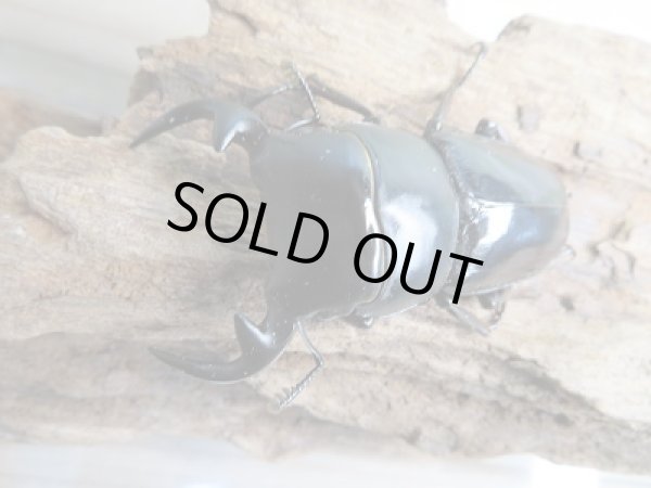 画像2: 新成虫☆ミャンマー☆グランディスオオクワガタ♂60ミリ♀46ミリペア販売！！ (2)