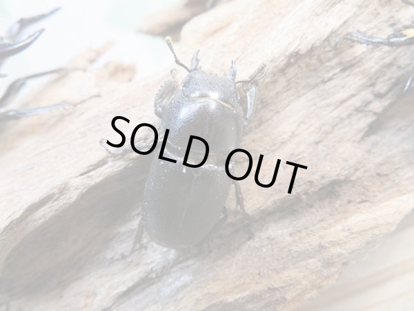 画像5: 新成虫☆F2!ミヤマヒラタクワガタ♂46〜47ミリ♀28〜29ミリペア+クヌギ産卵木Mサイズ2本付き販売!! (5)