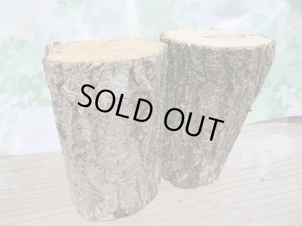 画像6: 新成虫☆F2!ミヤマヒラタクワガタ♂46〜47ミリ♀28〜29ミリペア+クヌギ産卵木Mサイズ2本付き販売!! (6)