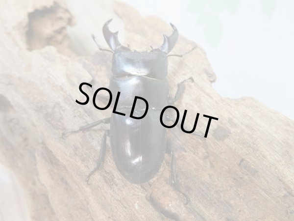 画像4: 新成虫☆F2!ミヤマヒラタクワガタ♂46〜47ミリ♀28〜29ミリペア+クヌギ産卵木Mサイズ2本付き販売!! (4)