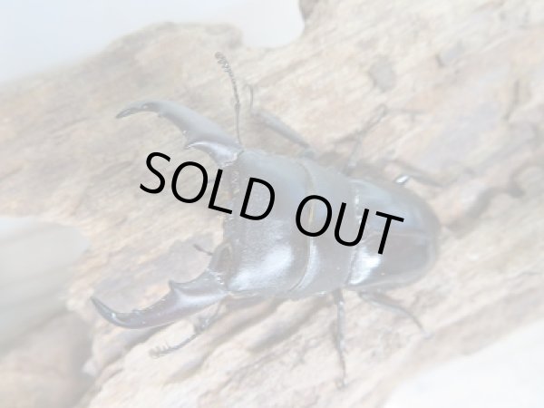 画像3: 新成虫☆F2!ミヤマヒラタクワガタ♂46〜47ミリ♀28〜29ミリペア+クヌギ産卵木Mサイズ2本付き販売!! (3)