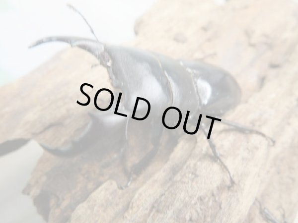 画像2: 新成虫☆F2!ミヤマヒラタクワガタ♂46〜47ミリ♀28〜29ミリペア+クヌギ産卵木Mサイズ2本付き販売!! (2)