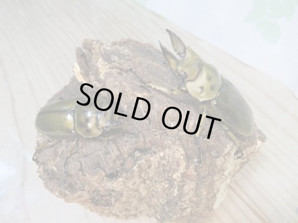 画像5: ☆美麗種☆新成虫!CBF4!!ババオウゴンオニクワガタ♂54ミリ♀41ミリペア販売!!  (5)