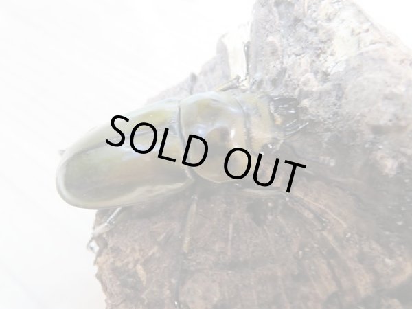 画像4: ☆美麗種☆新成虫!CBF4!!ババオウゴンオニクワガタ♂54ミリ♀41ミリペア販売!!  (4)