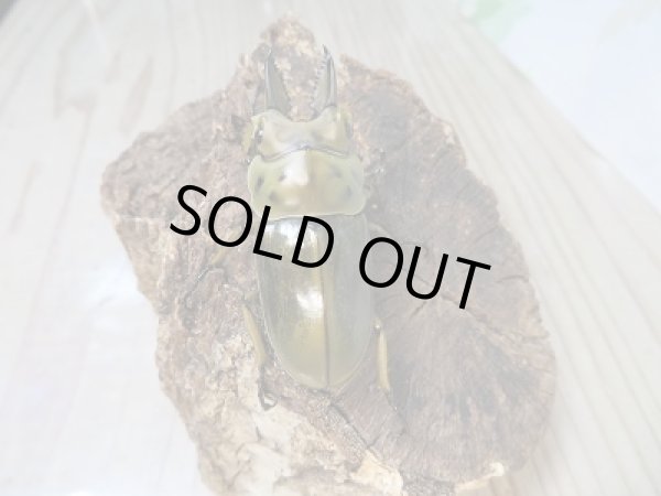 画像3: ☆美麗種☆新成虫!CBF4!!ババオウゴンオニクワガタ♂54ミリ♀41ミリペア販売!!  (3)