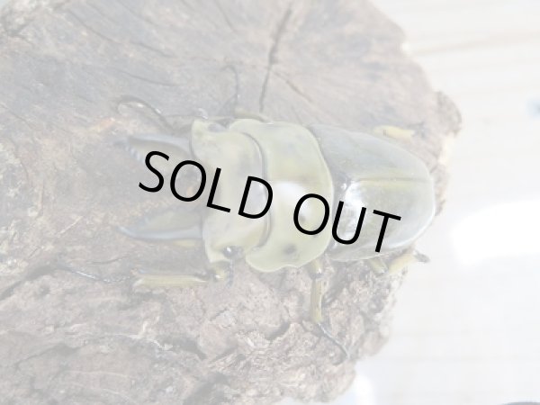 画像2: ☆美麗種☆新成虫!CBF4!!ババオウゴンオニクワガタ♂54ミリ♀41ミリペア販売!!  (2)