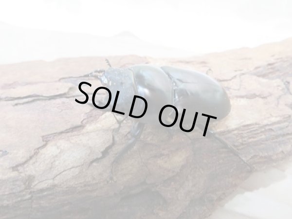 画像5: 新成虫!WF1☆ネパレンシスコクワ♂68ミリ♀48ミリ+46.5ミリトリオ限定1セット販売!! (5)