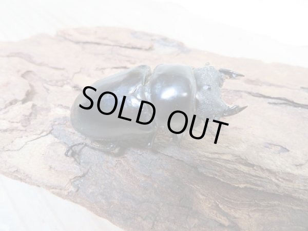 画像4: 新成虫!WF1☆ネパレンシスコクワ♂68ミリ♀48ミリ+46.5ミリトリオ限定1セット販売!! (4)