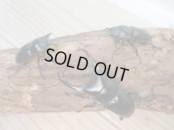 画像6: 新成虫!WF1☆ネパレンシスコクワ♂68ミリ♀48ミリ+46.5ミリトリオ限定1セット販売!! (6)