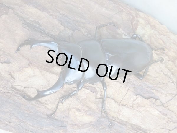 画像2: 新成虫!WF1☆ネパレンシスコクワ♂68ミリ♀48ミリ+46.5ミリトリオ限定1セット販売!! (2)