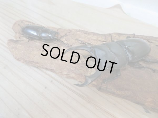 画像5: 新成虫☆シェンクリングオオクワガタ♂77ミリ♀40ミリペア販売!! (5)