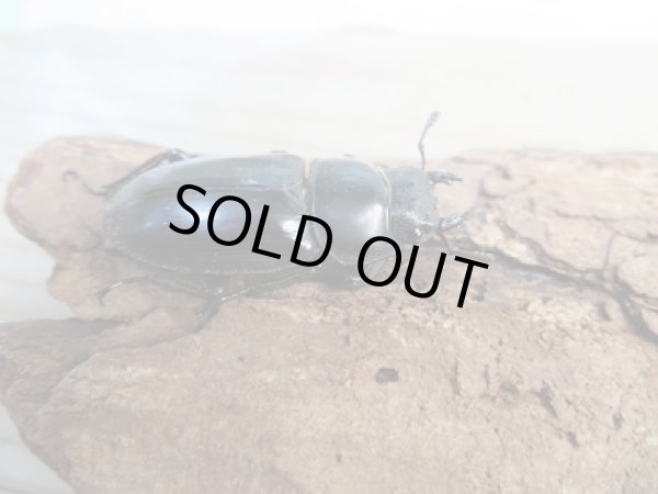 画像4: 新成虫☆シェンクリングオオクワガタ♂77ミリ♀40ミリペア販売!! (4)