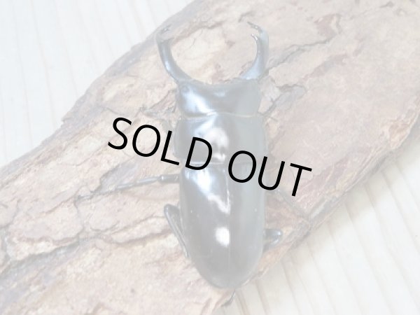 画像3: 新成虫!WF1☆ネパレンシスコクワ♂68ミリ♀48ミリ+46.5ミリトリオ限定1セット販売!! (3)