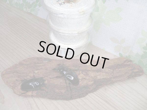 画像4: ☆レギウスオオツヤクワガタ(赤レギウスホワイトアイ)☆初二令幼虫3頭セット販売!! (4)