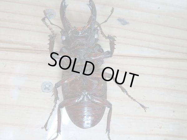 画像3: ☆レギウスオオツヤクワガタ(赤レギウスホワイトアイ)☆初二令幼虫3頭セット販売!! (3)