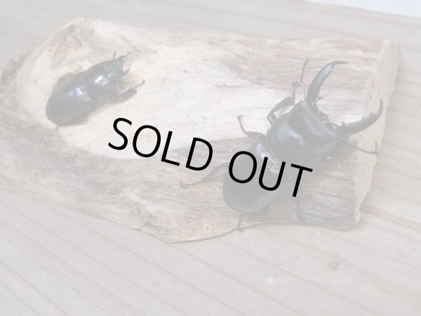 画像5: 越冬新成虫☆F6☆チョウセンヒラタクワガタ(亜種アカホリ)♂46ミリ♀フリーサイズペア販売!! (5)