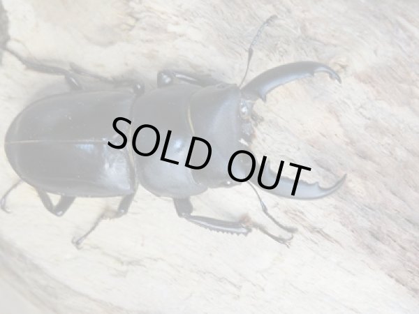 画像2: 越冬新成虫☆F6☆チョウセンヒラタクワガタ(亜種アカホリ)♂46ミリ♀フリーサイズペア販売!! (2)