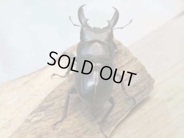 画像3: 越冬新成虫☆F6☆チョウセンヒラタクワガタ(亜種アカホリ)♂46ミリ♀フリーサイズペア販売!! (3)