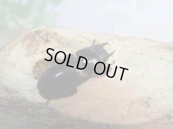 画像4: 越冬新成虫☆F6☆チョウセンヒラタクワガタ(亜種アカホリ)♂46ミリ♀フリーサイズペア販売!! (4)