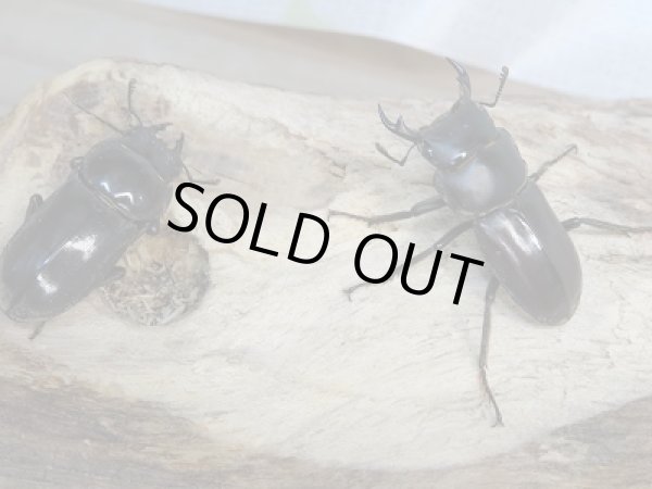 画像4: F2!ヤエヤマコクワ♂32ミリ♀29.5ミリペア販売!! (4)