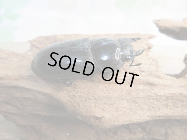 画像4: 越冬新成虫☆F3☆極太!ホペイオオクワガタ♂76ミリ♀49ミリペア販売!! (4)