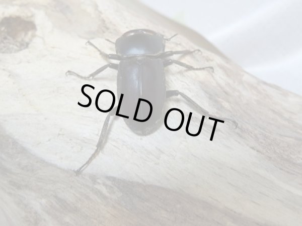 画像3: F2!ヤエヤマコクワ♂32ミリ♀29.5ミリペア販売!! (3)