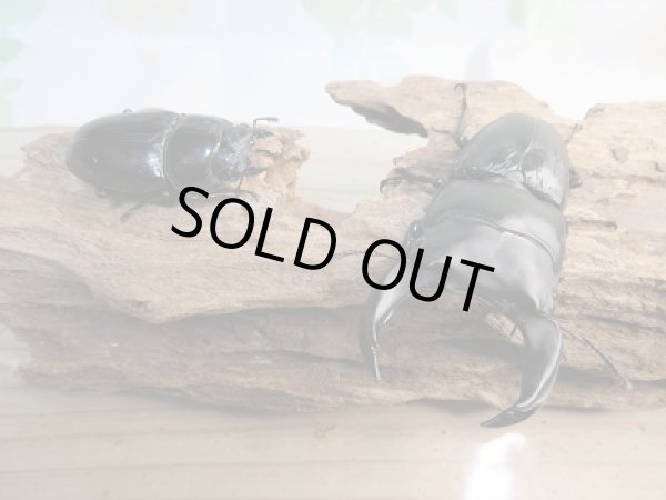 画像5: 越冬新成虫☆F3☆極太!ホペイオオクワガタ♂76ミリ♀49ミリペア販売!! (5)