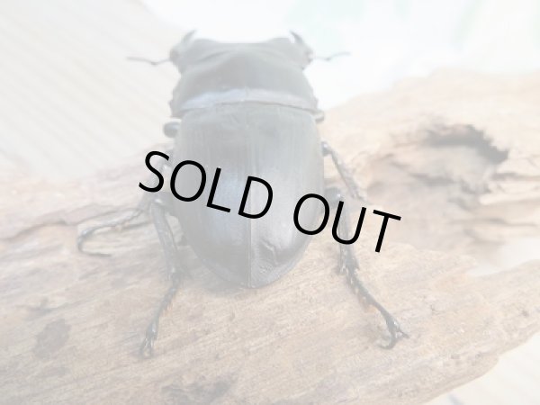 画像3: 越冬新成虫☆F3☆極太!ホペイオオクワガタ♂76ミリ♀49ミリペア販売!! (3)