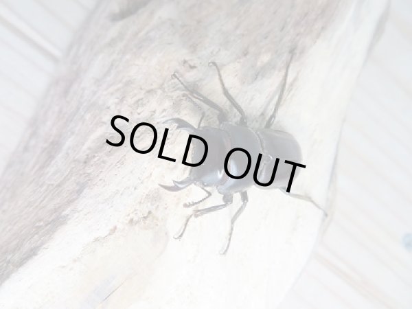 画像2: F2!ヤエヤマコクワ♂32ミリ♀29.5ミリペア販売!! (2)