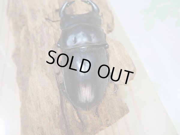 画像3: 新成虫☆台湾オオクワガタクワガタ♂72ミリ♀48ミリペア販売!! (3)