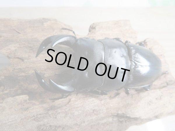 画像2: 新成虫☆台湾オオクワガタクワガタ♂72ミリ♀48ミリペア販売!! (2)