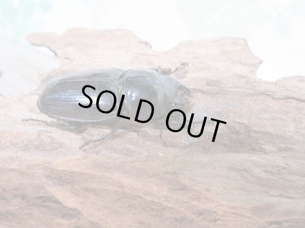 画像4: 新成虫☆台湾オオクワガタクワガタ♂72ミリ♀48ミリペア販売!! (4)