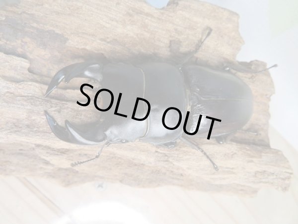 画像2: 新成虫☆台湾オオクワガタクワガタ♂70ミリ♀48ミリペア販売!! (2)