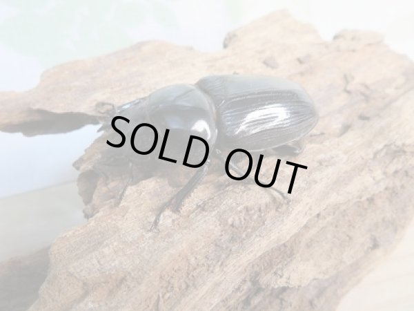 画像4: 新成虫☆台湾オオクワガタクワガタ♂70ミリ♀48ミリペア販売!! (4)