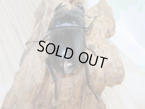 画像3: 新成虫☆台湾オオクワガタクワガタ♂70ミリ♀48ミリペア販売!! (3)