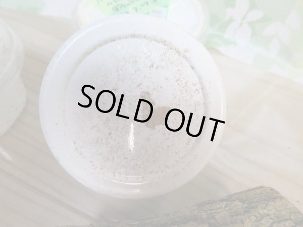 画像2: F4!ベトナムクルビデンスssp(ババクルビデンス)初二令幼虫3頭セット!! (2)