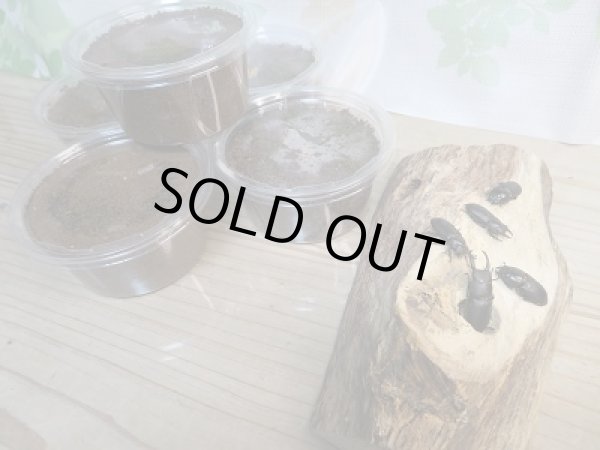 画像3: 新成虫☆F0!スジクワガタ♂2頭♀3頭フリーサイズ+不明初二令〜三令幼虫5頭セット販売!! (3)