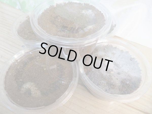 画像5: 新成虫☆F0!スジクワガタ♂2頭♀3頭フリーサイズ+不明初二令〜三令幼虫5頭セット販売!! (5)