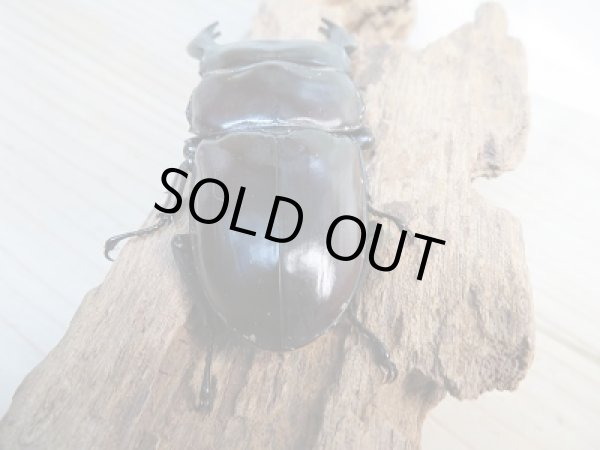 画像3: 新成虫☆F2!アンタエウスオオクワガタ(パキスタンアンテ)♂81ミリ♀48ミリペア販売!! (3)