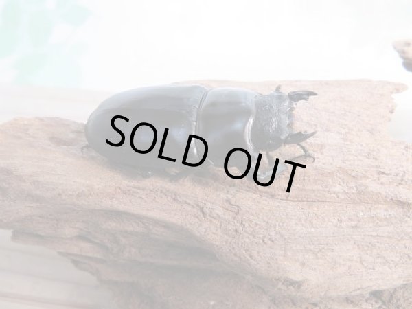 画像4: 新成虫☆F2!アンタエウスオオクワガタ(パキスタンアンテ)♂81ミリ♀48ミリペア販売!! (4)