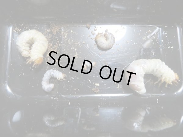 画像4: 新成虫☆F0!スジクワガタ♂2頭♀3頭フリーサイズ+不明初二令〜三令幼虫5頭セット販売!! (4)