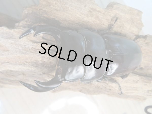 画像2: 新成虫☆F2!アンタエウスオオクワガタ(パキスタンアンテ)♂81ミリ♀48ミリペア販売!! (2)