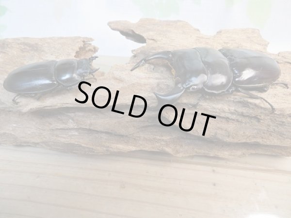 画像5: 新成虫☆F2!アンタエウスオオクワガタ(パキスタンアンテ)♂81ミリ♀48ミリペア販売!! (5)