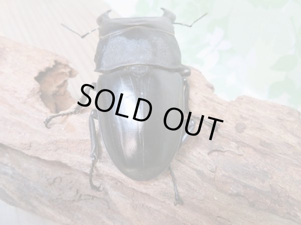 画像3: 新成虫☆テイオウヒラタクワガタ♂98ミリ♀45ミリ別血統ペア販売！！ (3)