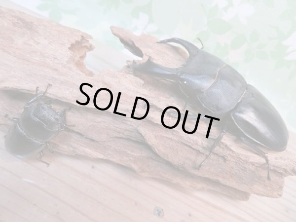 画像5: 新成虫☆テイオウヒラタクワガタ♂98ミリ♀45ミリ別血統ペア販売！！ (5)