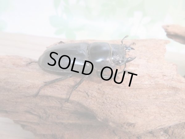 画像4: 新成虫☆テイオウヒラタクワガタ♂98ミリ♀45ミリ別血統ペア販売！！ (4)