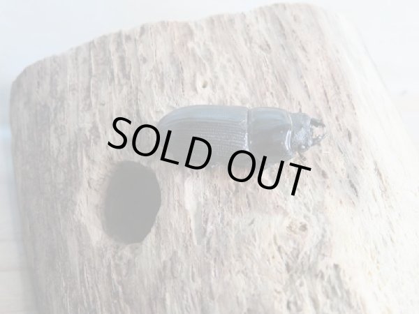 画像3: 新成虫☆F9!ムシモンオオクワガタ♂25ミリ♀フリーサイズペア販売!! (3)